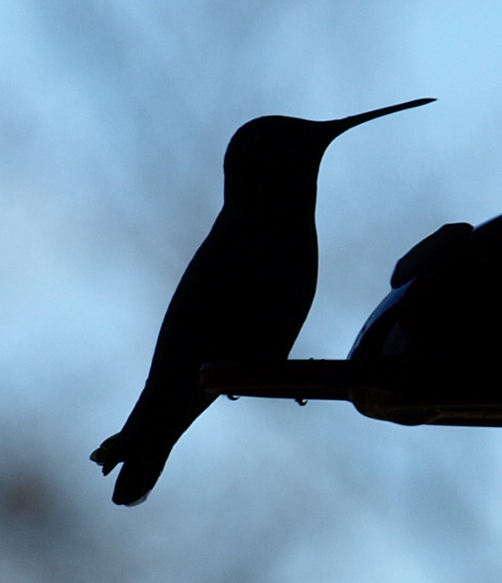 Silhouette of a Hummingbird by jhhwild