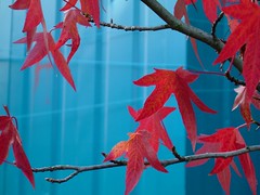 Red leaves, Blue Metal