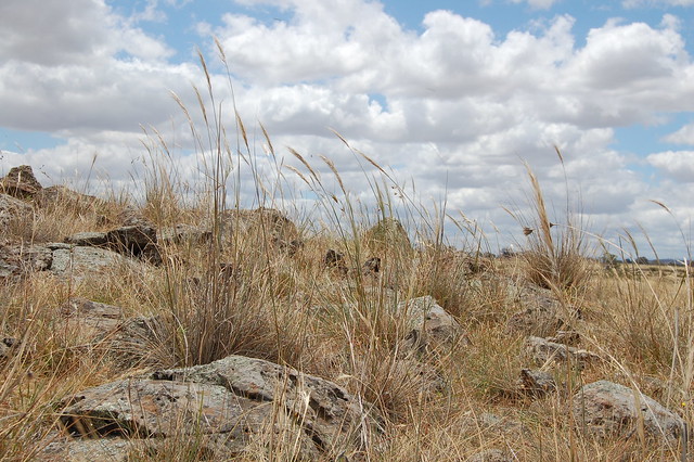 Native grassland on the outskirts of Melbourne