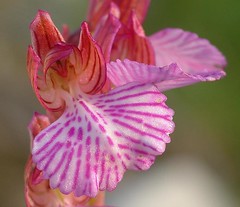 Nell'affascinante mondo delle Orchidee mediterranee