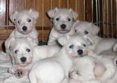 Miniature Schnauzer Puppies on White Miniature Schnauzer Puppies   Flickr   Photo Sharing