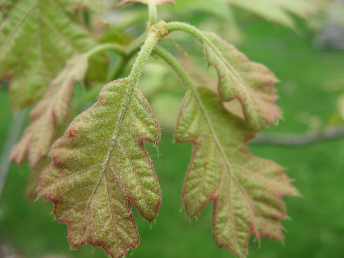 Young oak leaves