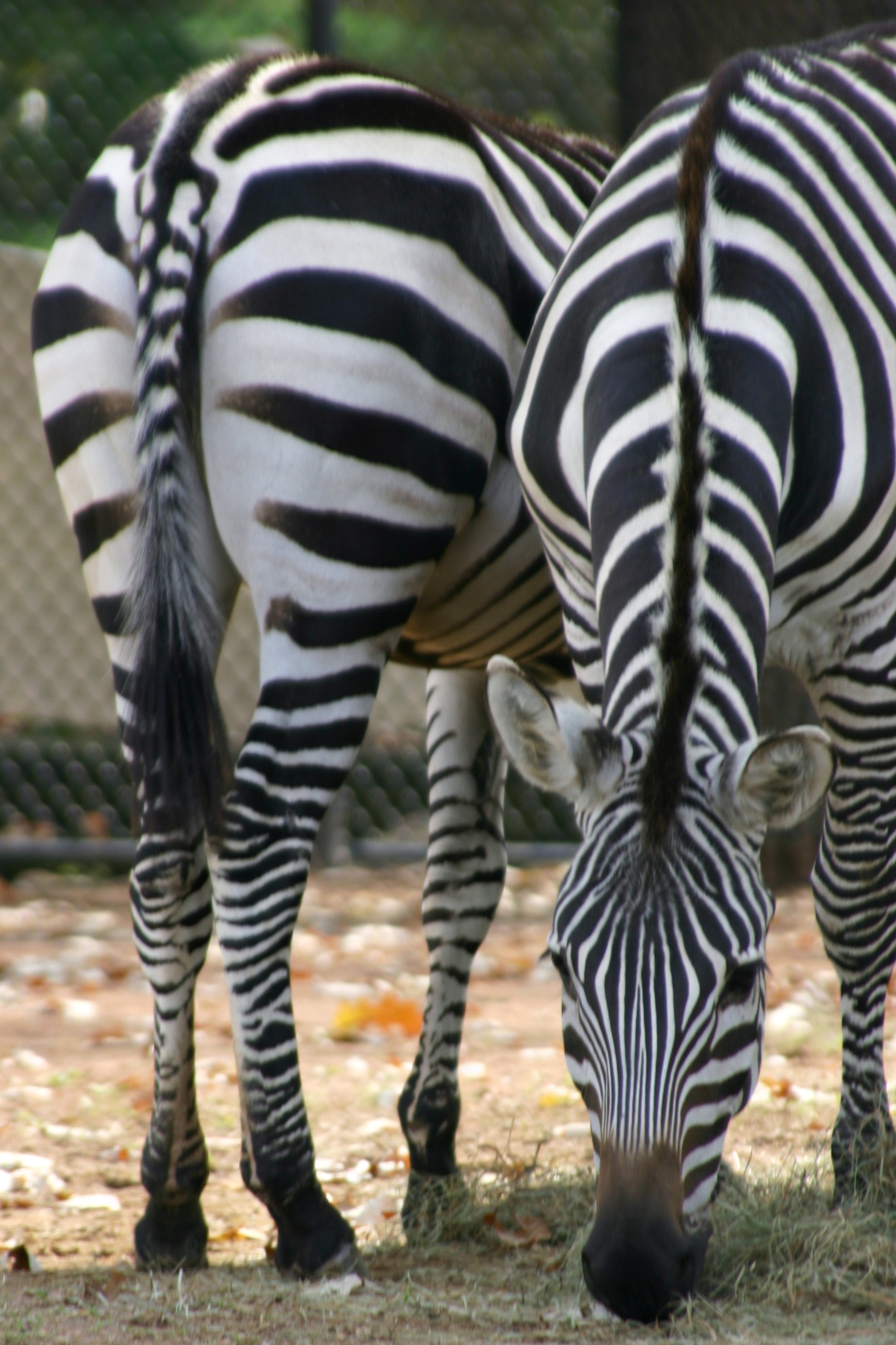 Zebra - Front and Back