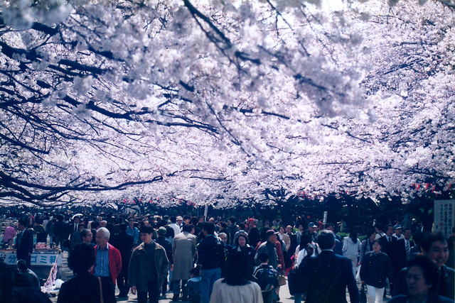 Cherry blossom canopy