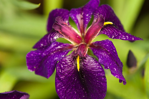 iris flower pictures