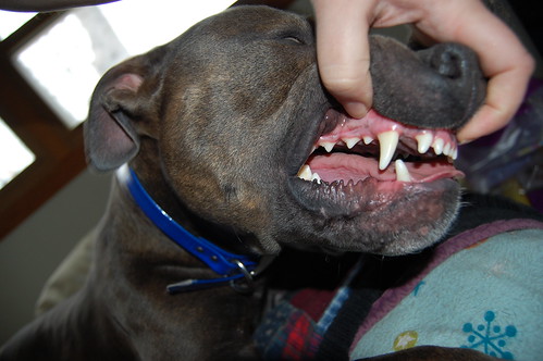 5 Dangerous Dog Breeds | Dog Bite Attacks