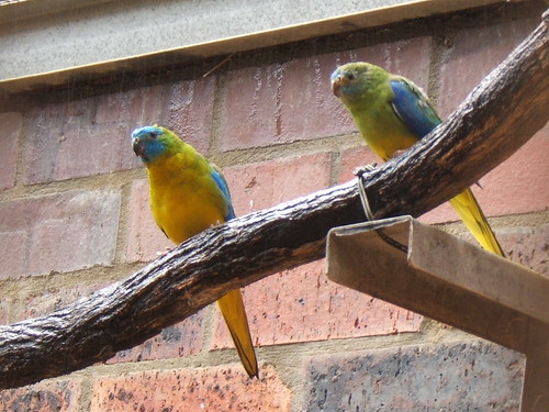 DSCF7029 turquoise parrot