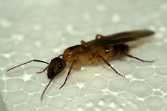 Formiga - Ant