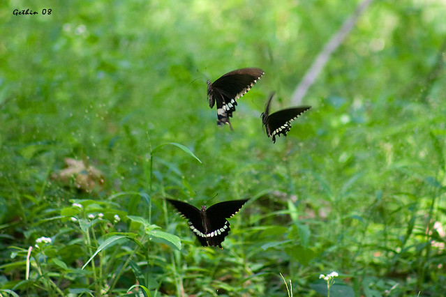 butterflies dancing