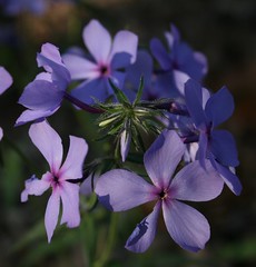 Phlox divaricata L. (Blue Phlox) Polemoniaceae