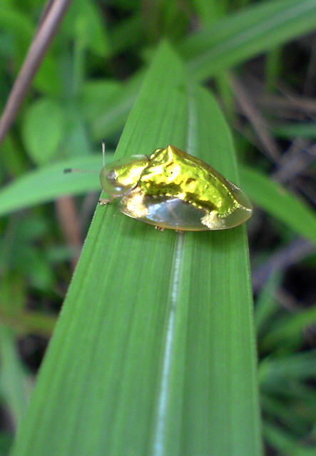 Golden Bug (Tortoise beetles)