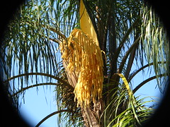 palmeiras