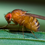 Full fruit fly female