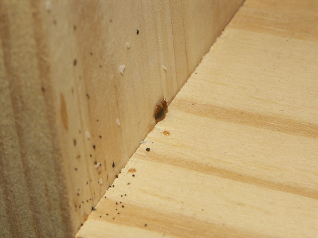 bed bug nymphs, eggs, feces, on wood | CD shelf with some ca ...
