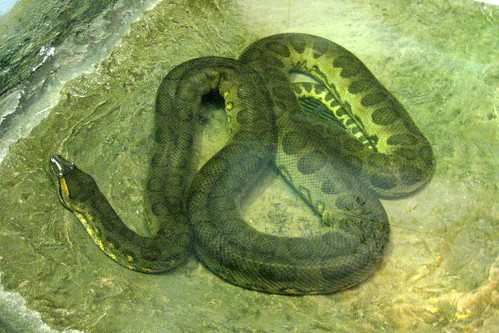 NYC - Bronx - Bronx Zoo - House of Reptiles - Anaconda