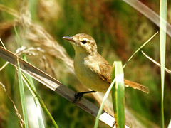Acrocephalidae - Reed-warblers and Allies