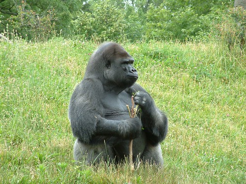 My friend Sunshine.I will never forget you. by Sunshine Gorilla