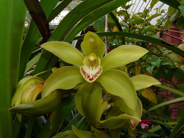 Cymbidium Nandi 'Green Giant' hybrid orchid