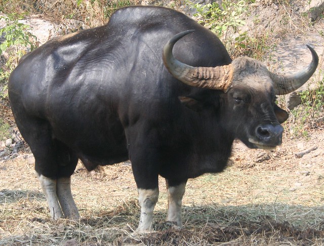 Asian Wild Ox 29