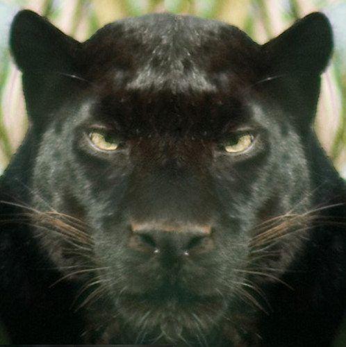 Black Panther (Leopard)