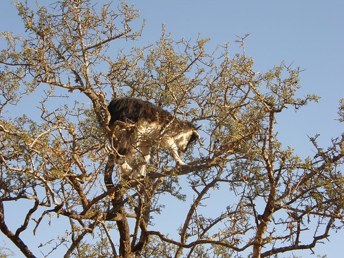 Tree-Climbing Goats of Morocco