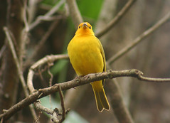Canário da Terra (Saffron Finch)