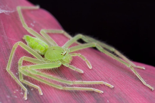 gorgeous green huntsman spider IMG_0204merged copy