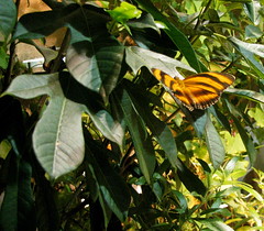 Butterfly Pavilion, Washington DC