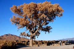Nevada: Shoe Tree