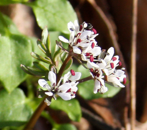 Harbinger of spring - Erigenia bulbosa