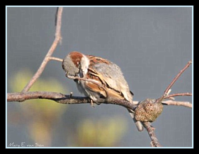 Sleeping Sparrow