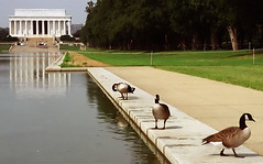 Washington D.C. - Lincoln, Jefferson, FDR & Washington