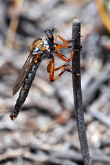 Diptera - Asilidae - Robber Flies