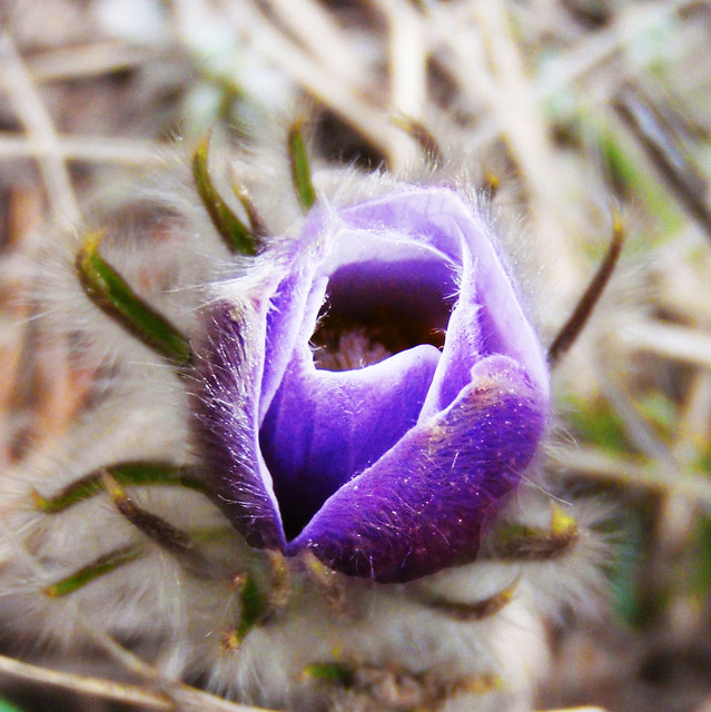Pictures Of American Pasque Flower 42