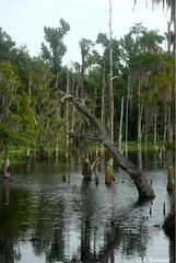 Suwannee Lake - Florida