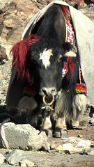 Gyantse to Lhasa
