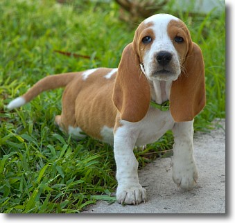 Basset Hound Puppies on Mabel Basset Hound Puppy   Flickr   Photo Sharing