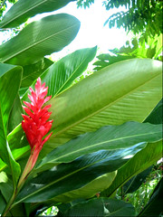 trinidad 2007