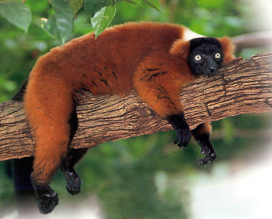 Madagascar Ruffed Lemur