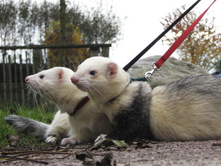 taking the ferrets for a walk