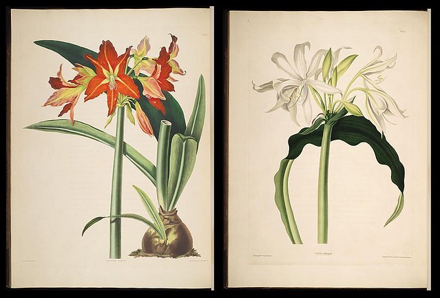 Priscilla Bury flower illustration