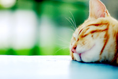 On a beautiful sunny day, leave me alone!! I am sleeping comfortably. Zzz.. Zzz... by ღMayuღ