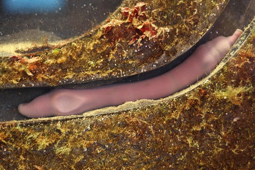 fat innkeeper worm (urechis caupo)
