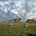 Horses, thunder cloud, Jackson Hole Wyoming