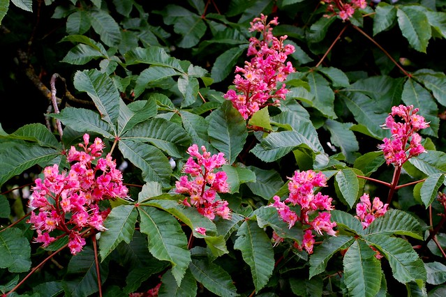 Aesculus carnea (Red Horse Chestnut) - 2 - flower panicles