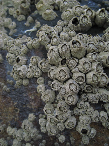 barnacles have faces!