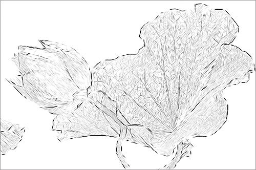 Lotus Flower and leaf Photo based Sketch