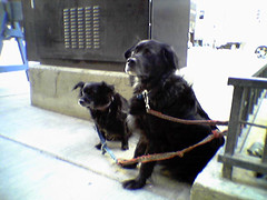 Two doggies waiting