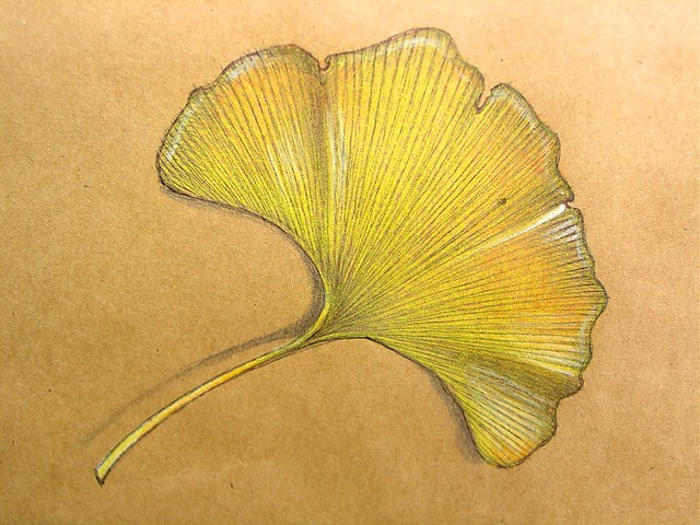 clip art ginkgo leaf - photo #19