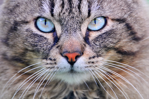 Cat with turquoise eyes by Tambako the Jaguar